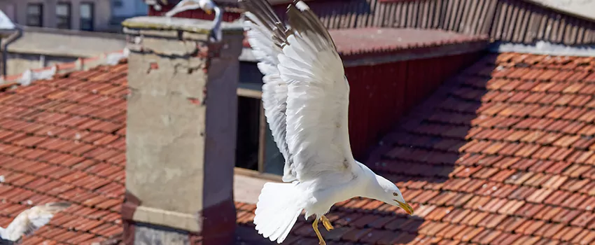 Residential Chimney Animal Removal Solution in Mercer Island, WA