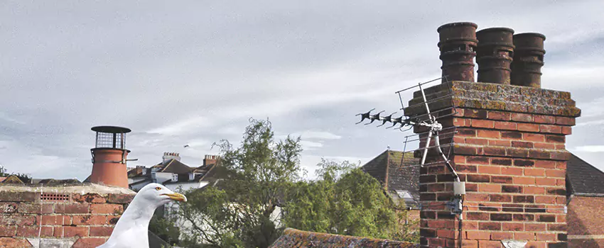 Chimney Cleaning And Restoration in Mercer Island, Washington